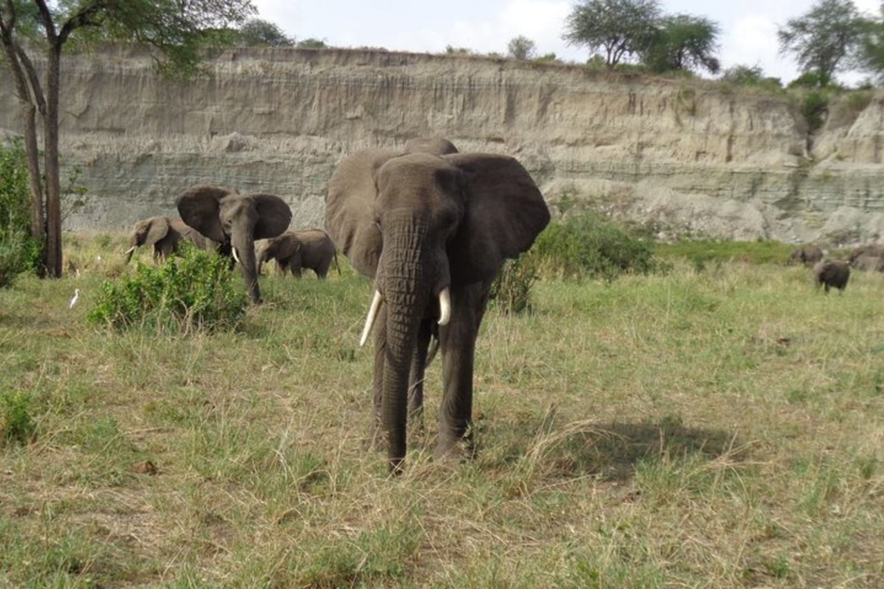 Lago Manyara di 3 giorni, cratere di Ngorogoro, Parco Nazionale del Tarangire — 3