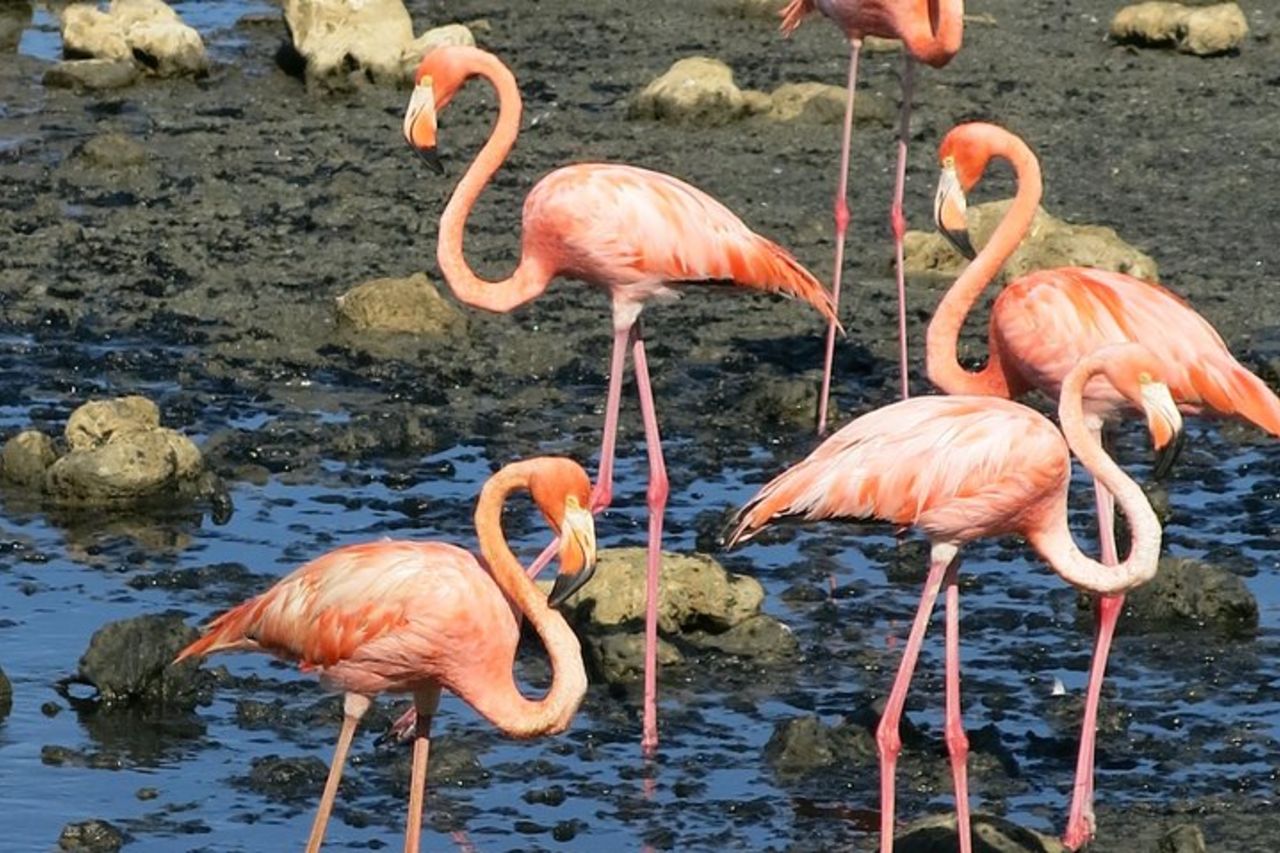 Tour dell'isola del sud e combinazione di snorkeling — 4