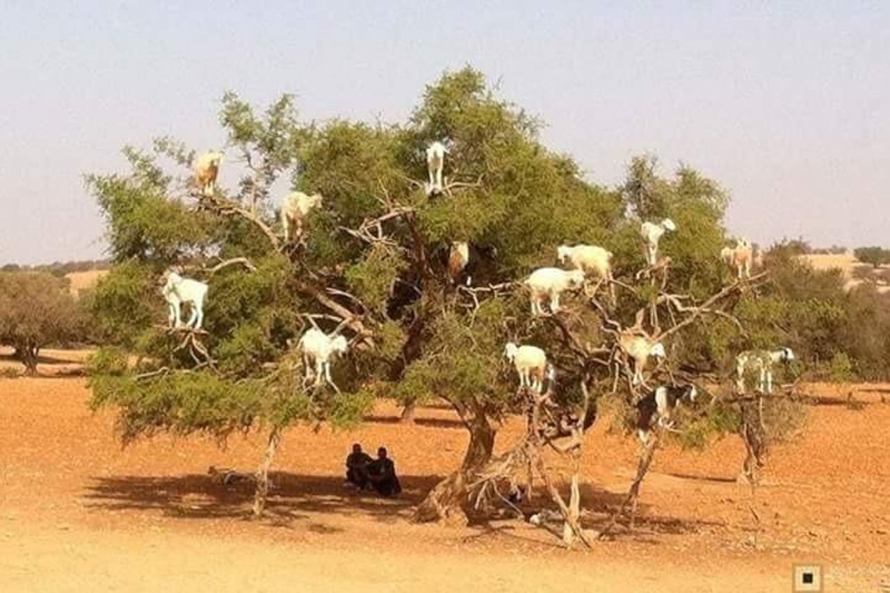Escursione Essaouira da Marrakech — 3