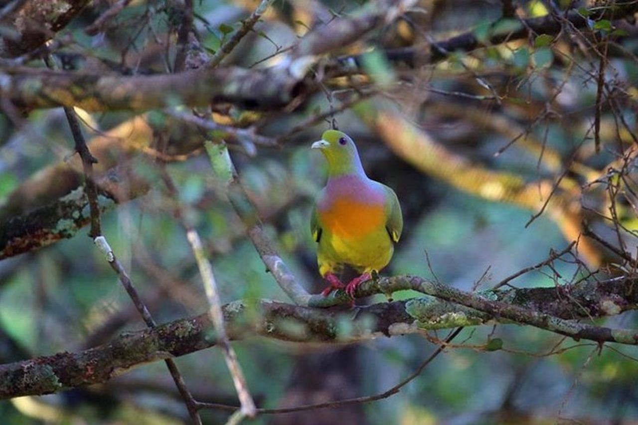 Safari di un'intera giornata al parco nazionale di Wilpaththu (tutto compreso) — 2