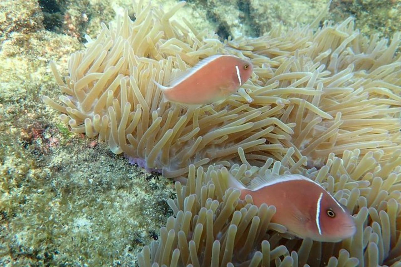 Un tour privato con funivia e gita in barca alle isole An Thoi — 6