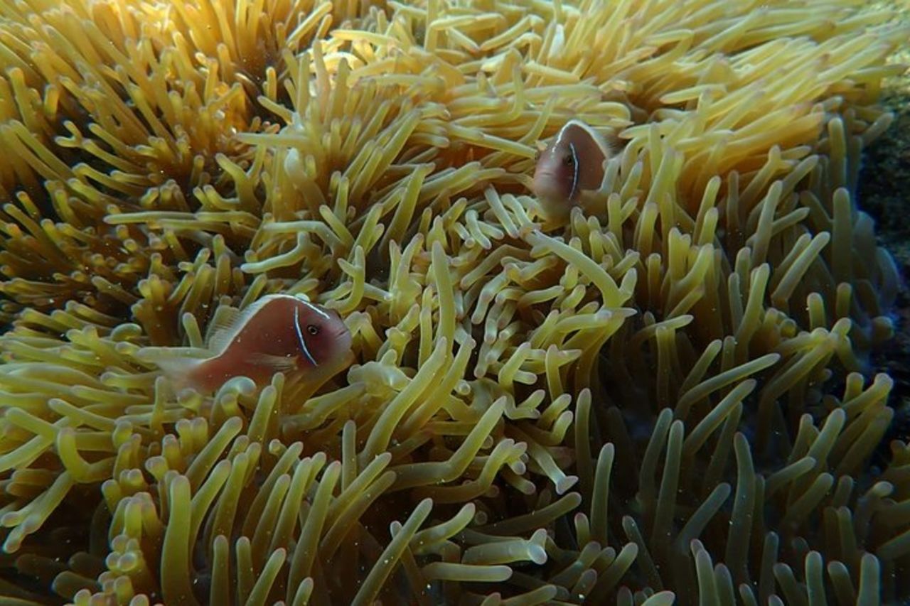 Un tour privato con funivia e gita in barca alle isole An Thoi — 7