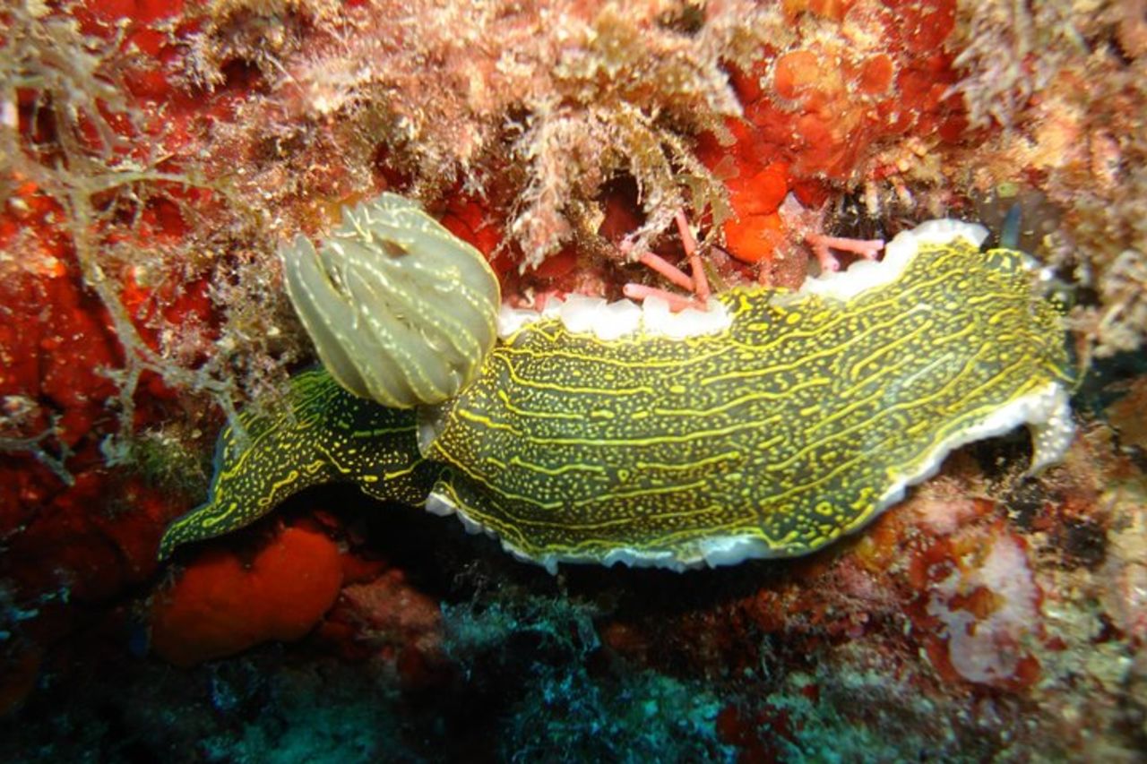 Snorkeling Tour Coast to Coast Taormina and Isola Bella — 3