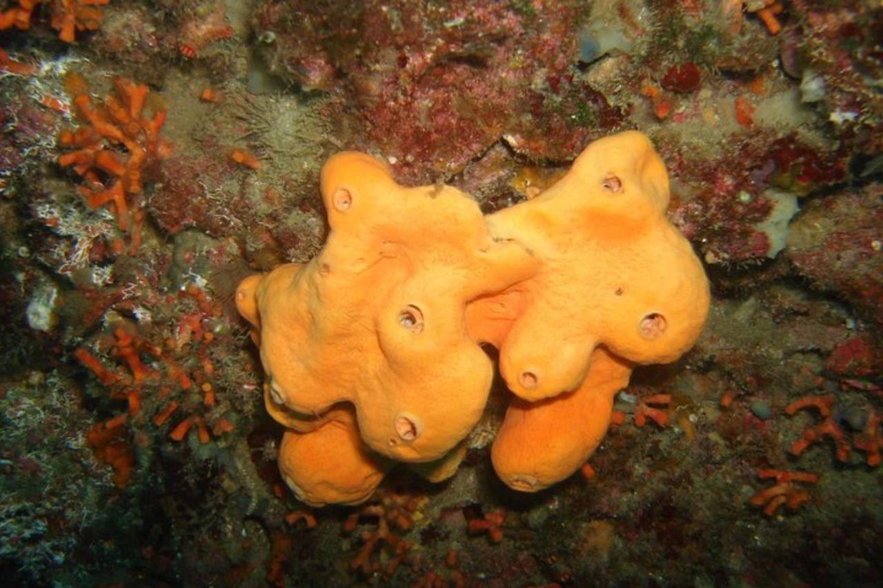 Snorkeling Tour Coast to Coast Taormina and Isola Bella — 4