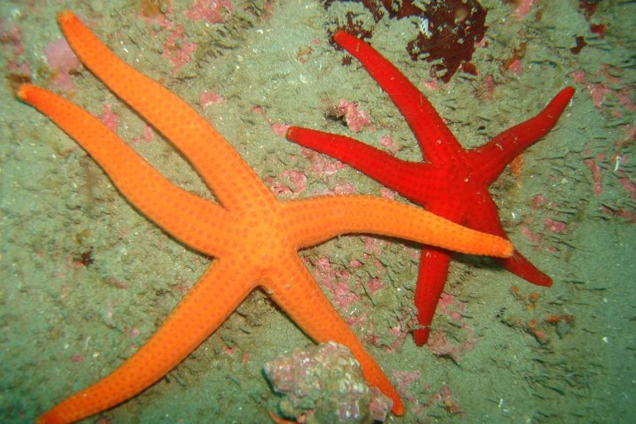 Snorkeling Tour Coast to Coast Taormina and Isola Bella — 5