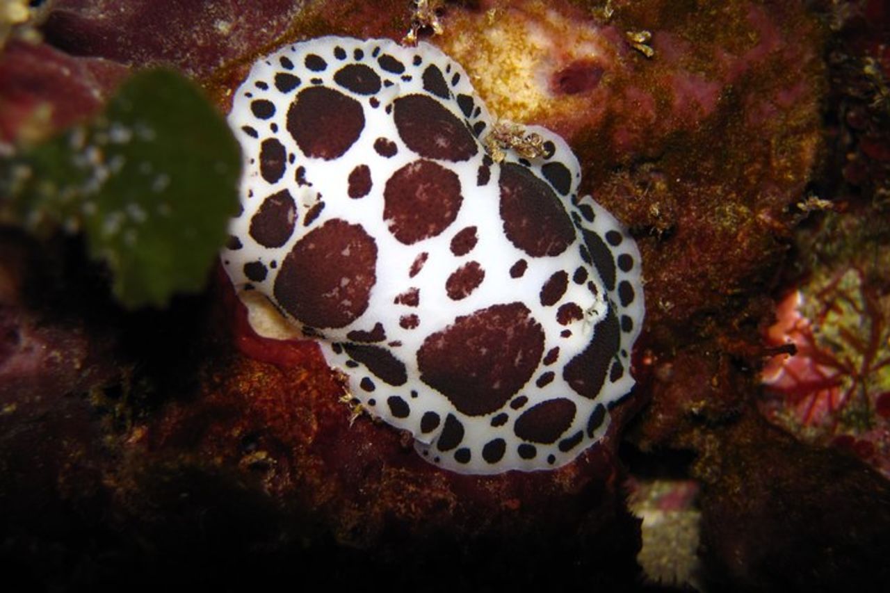 Snorkeling Tour Coast to Coast Taormina and Isola Bella — 7