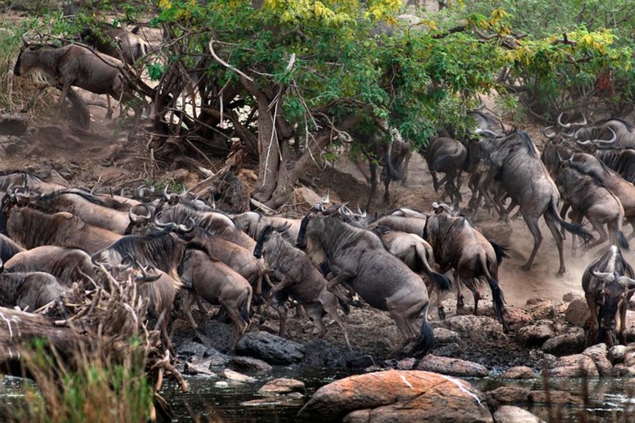 5 giorni - Best Of Tanzania Northern Zone, Lodge Safari — 8