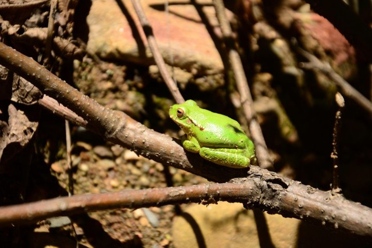 Tour privato del Canyon di Palca da La Paz con sosta opzionale a Valle de las Animas — 5