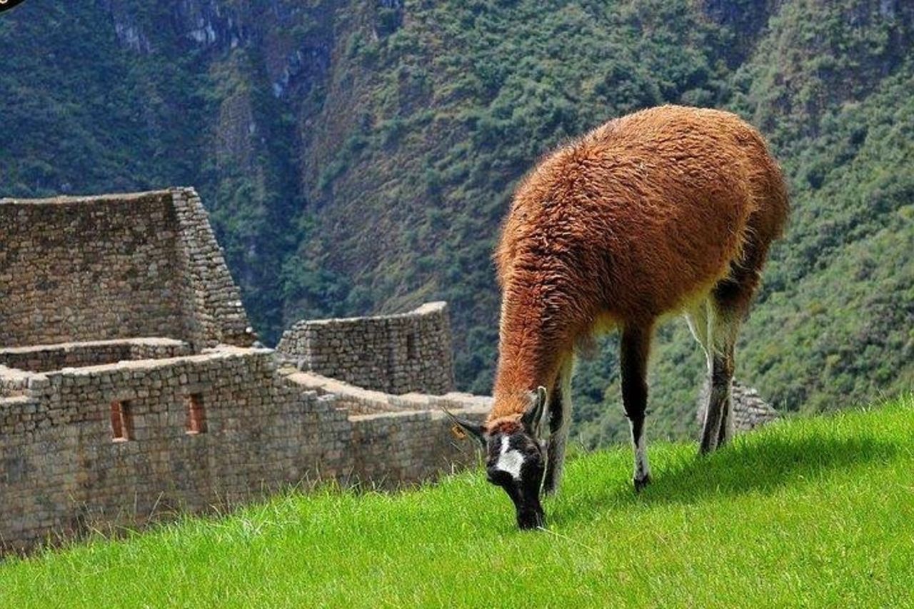 Tour di 1 giorno di Machu Picchu da Cusco — 9