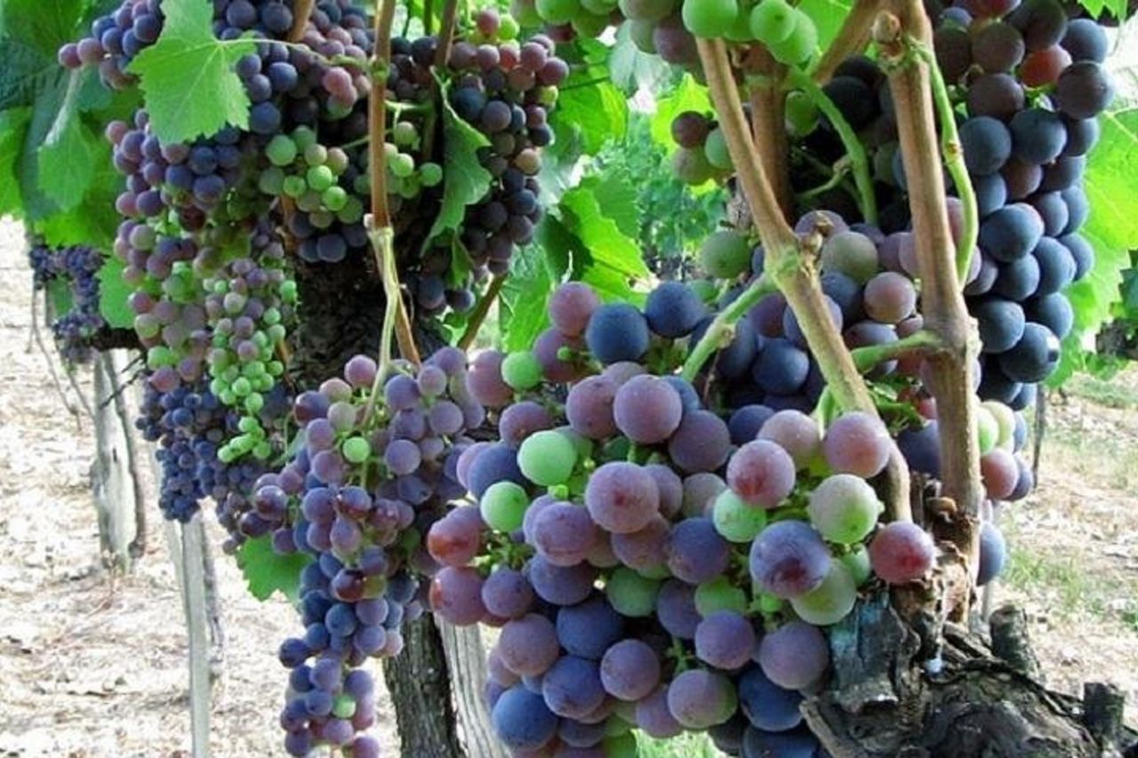 Tour di mezza giornata del vino Chianti e dell'olio d'oliva da Viareggio — 2