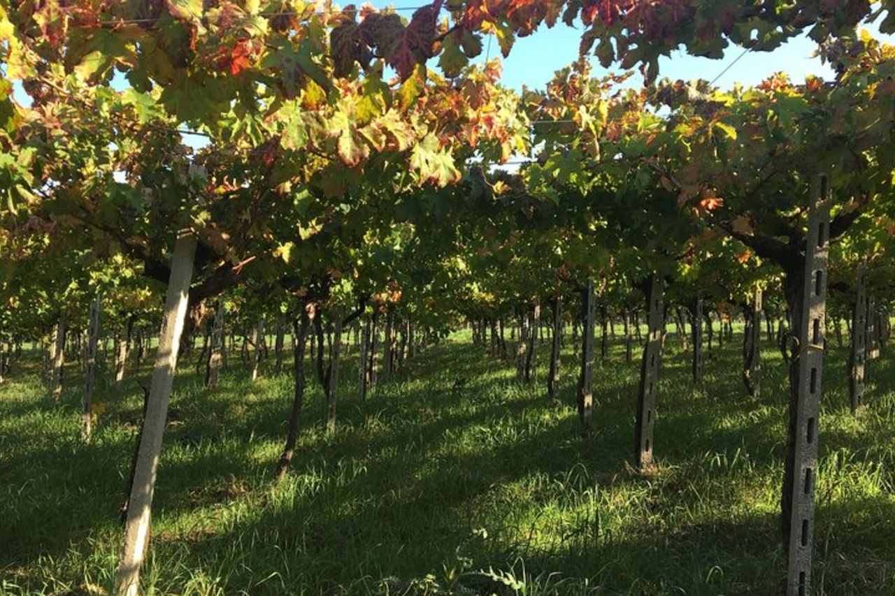 Tour enogastronomico di San Vito Chietino — 9