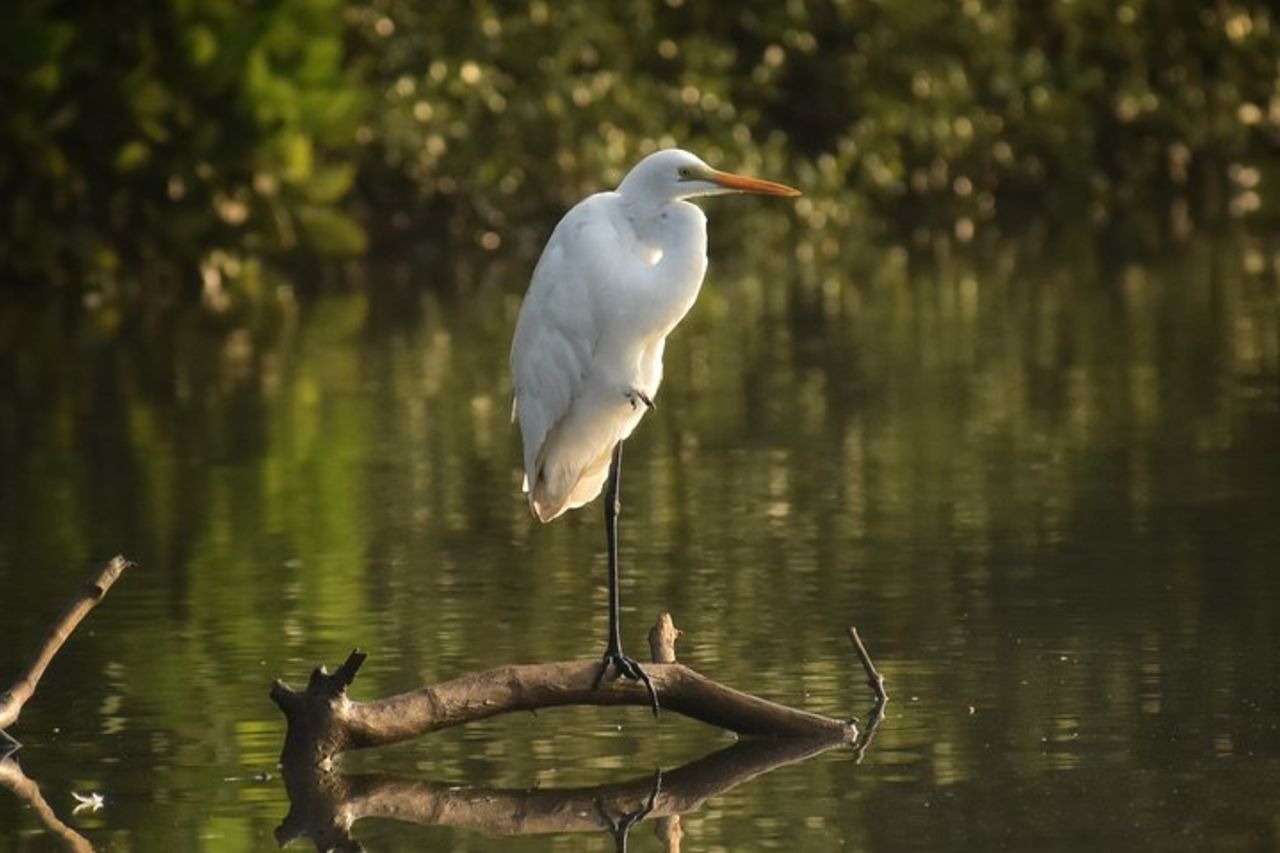 Il sentiero della natura a Chorao Island In Goa — 3
