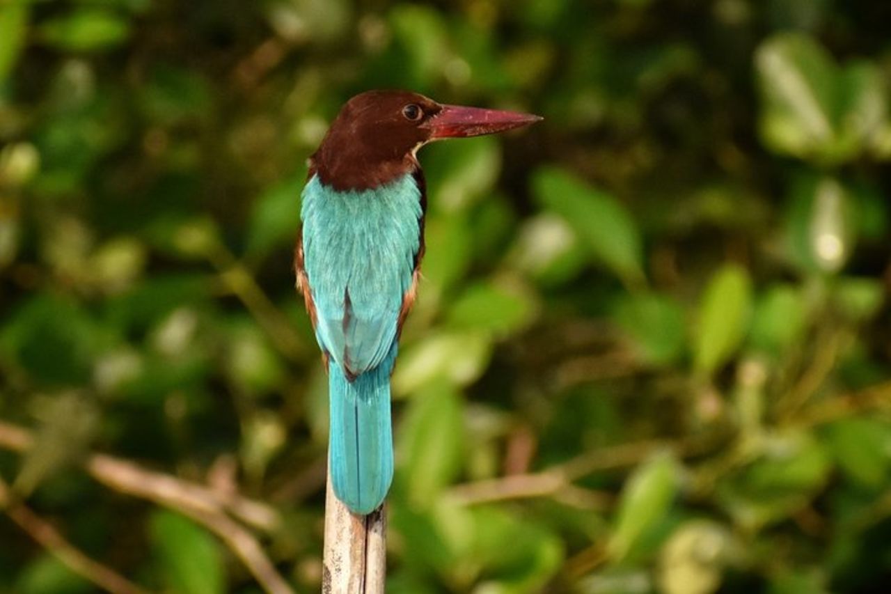 Il sentiero della natura a Chorao Island In Goa — 9