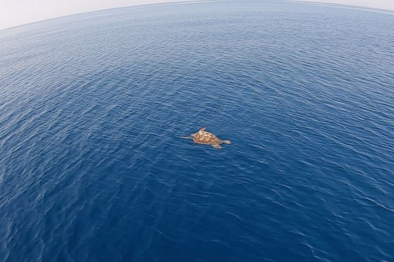 Escursioni in catamarano nel parco Nazionale isola dell'Asinara — 7