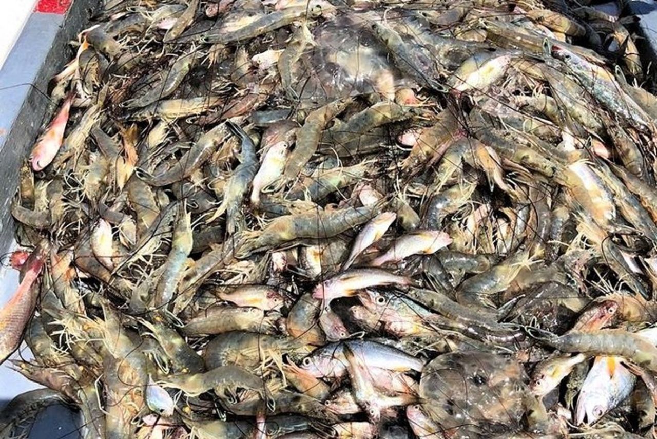 Crociera in barca a strascico con gamberi Hilton Head — 6