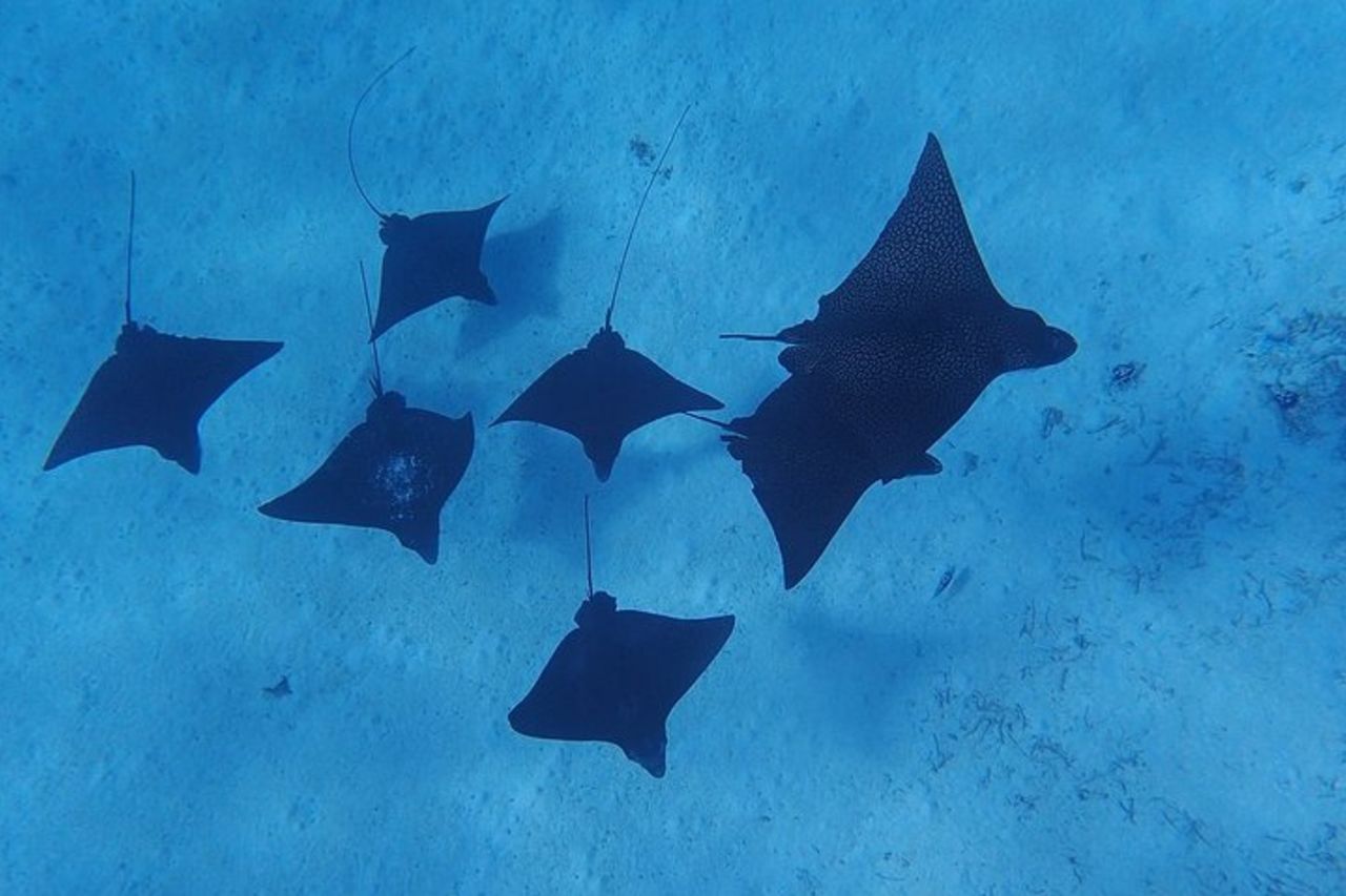 Esperienza privata sulla laguna di Bora Bora — 8