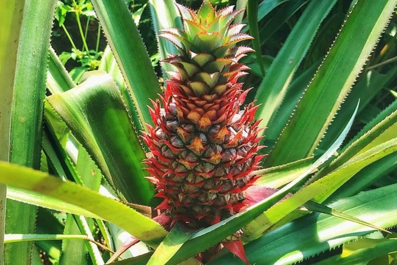 Tour di un'intera giornata nella vecchia Goa Dudhsagar Falls e nella piantagione di spezie — 6