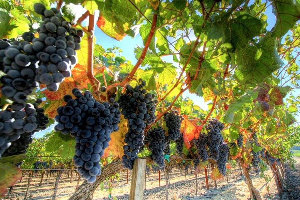 Tour privato degli amanti del Chianti - Tour di due cantine da Montecatini — 6