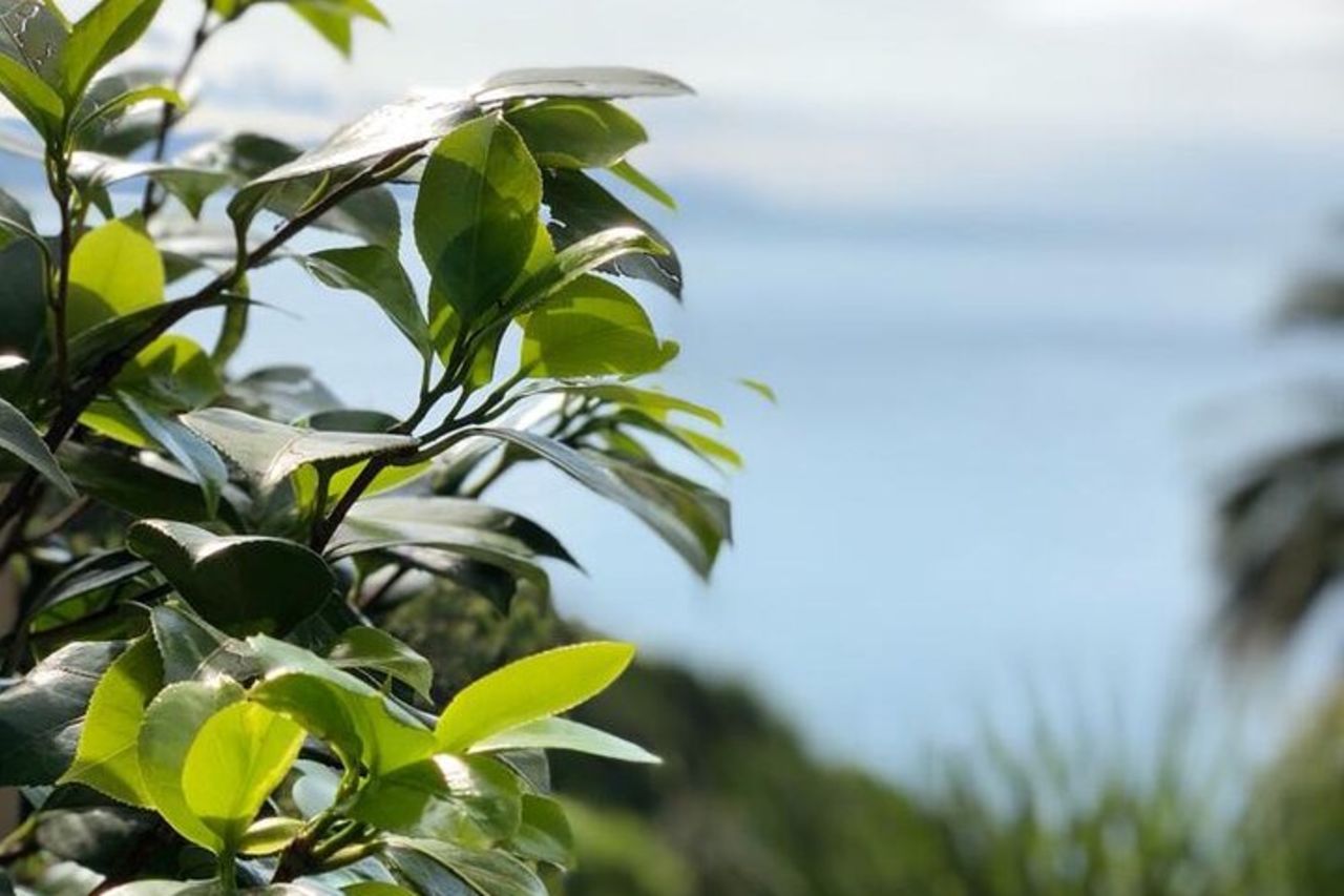 Tour da Genova a Portofino, Santa Margherita e Camogli — 5