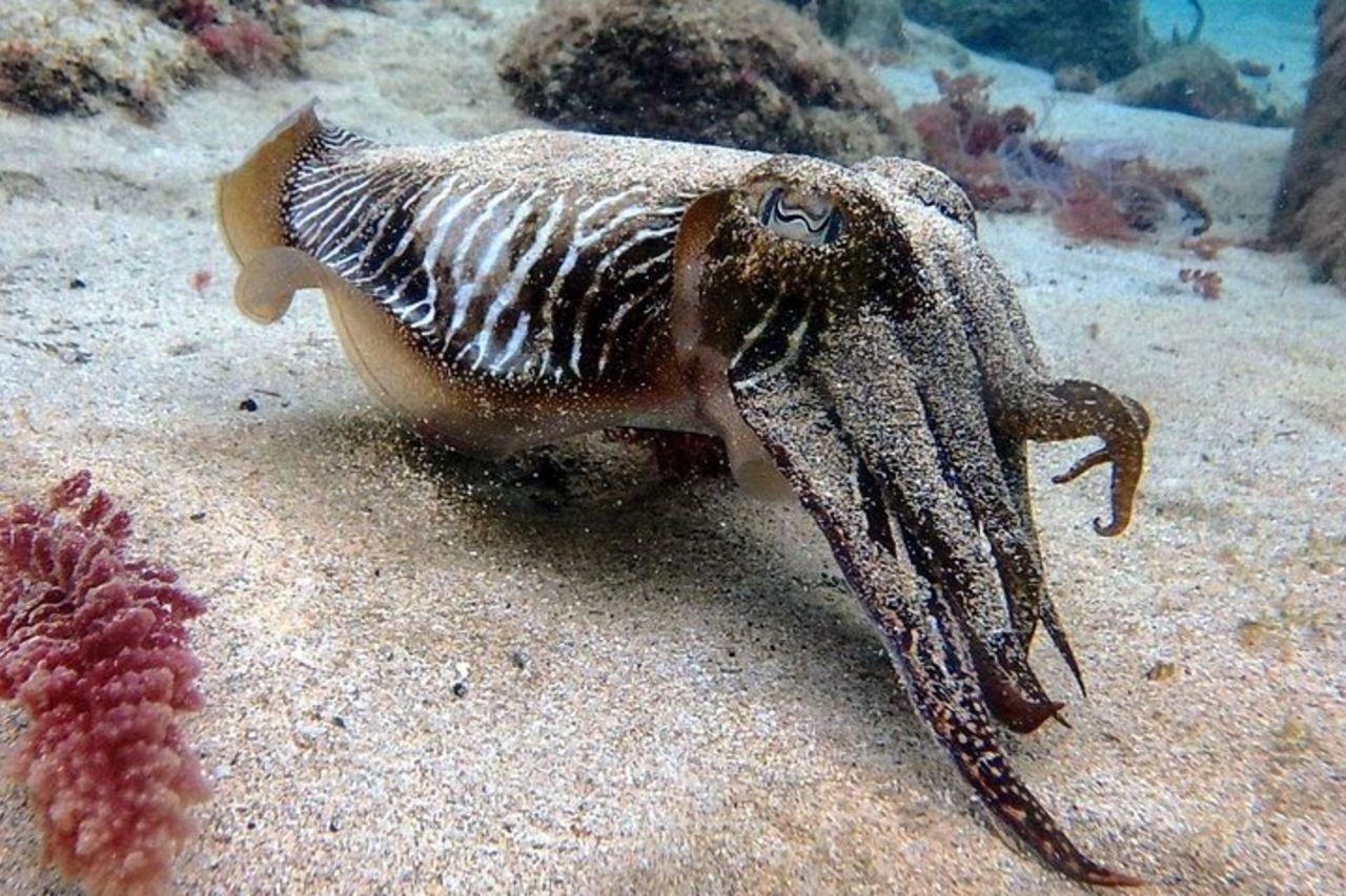 Prova le immersioni subacquee con 2 immersioni oceaniche — 6