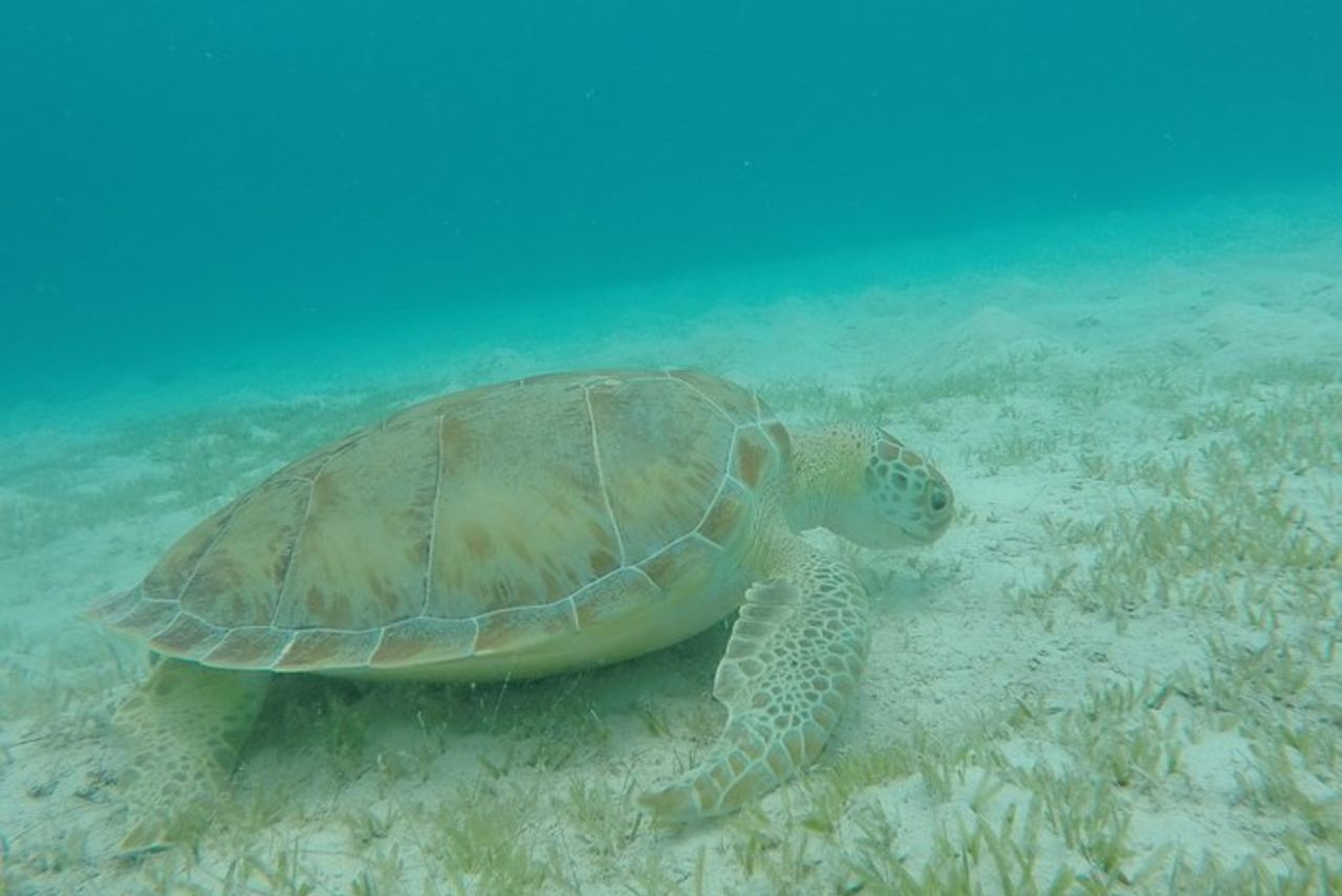 Il meglio di St. John: Kayak, snorkeling e picnic a Honeymoon Beach — 5