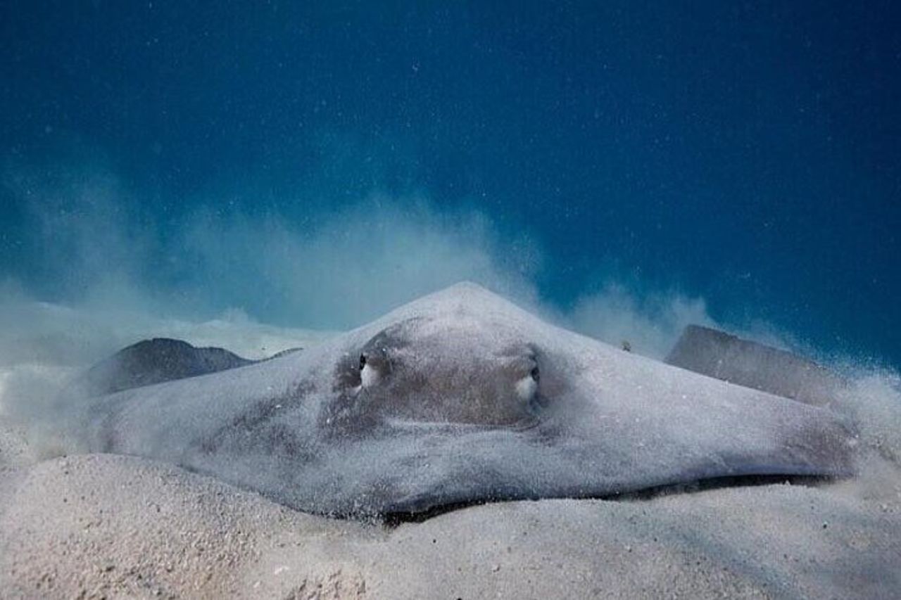 Escursione ecoguidata alla laguna di Moorea in kayak trasparente 1/2 giornata mattina — 5