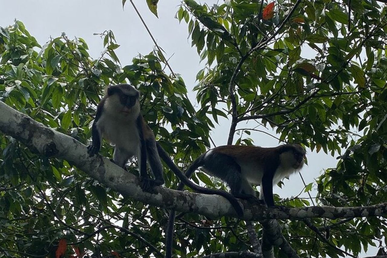Tour di mezza giornata con cascata concordata e fabbrica di cioccolato — 7