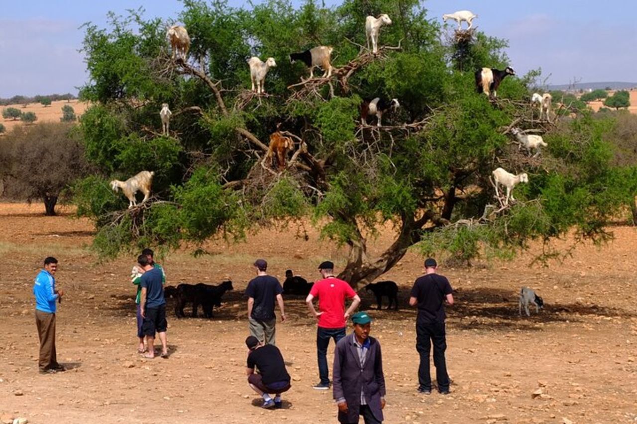Escursione di un giorno intero a Essaouira da Marrakech — 5