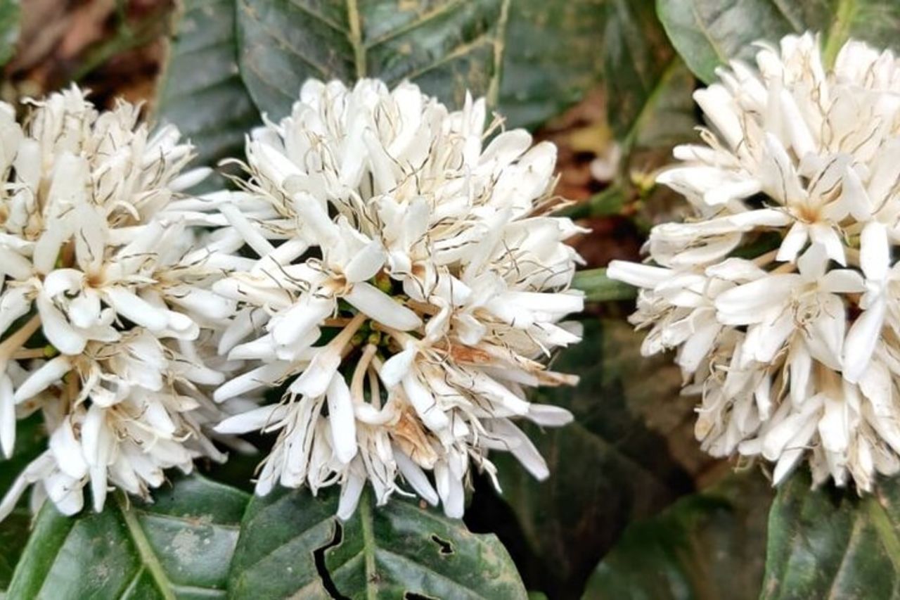 Tour della tenuta del caffè e delle spezie Mercara Gold Coorg — 5