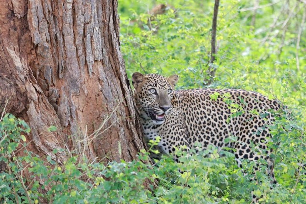 Safari serale - Yala National Park con safari Janaka - dalle 14:00 alle 18:30 — 3