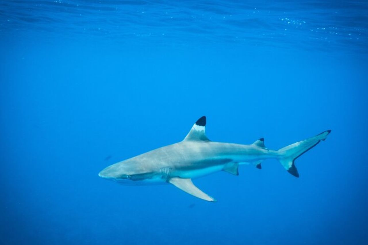 Escursione di mezza giornata per lo snorkeling a Tahiti — 9