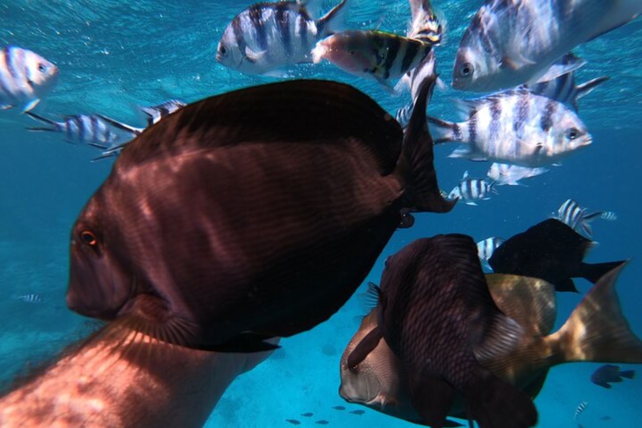 Escursione di mezza giornata per lo snorkeling a Tahiti — 8