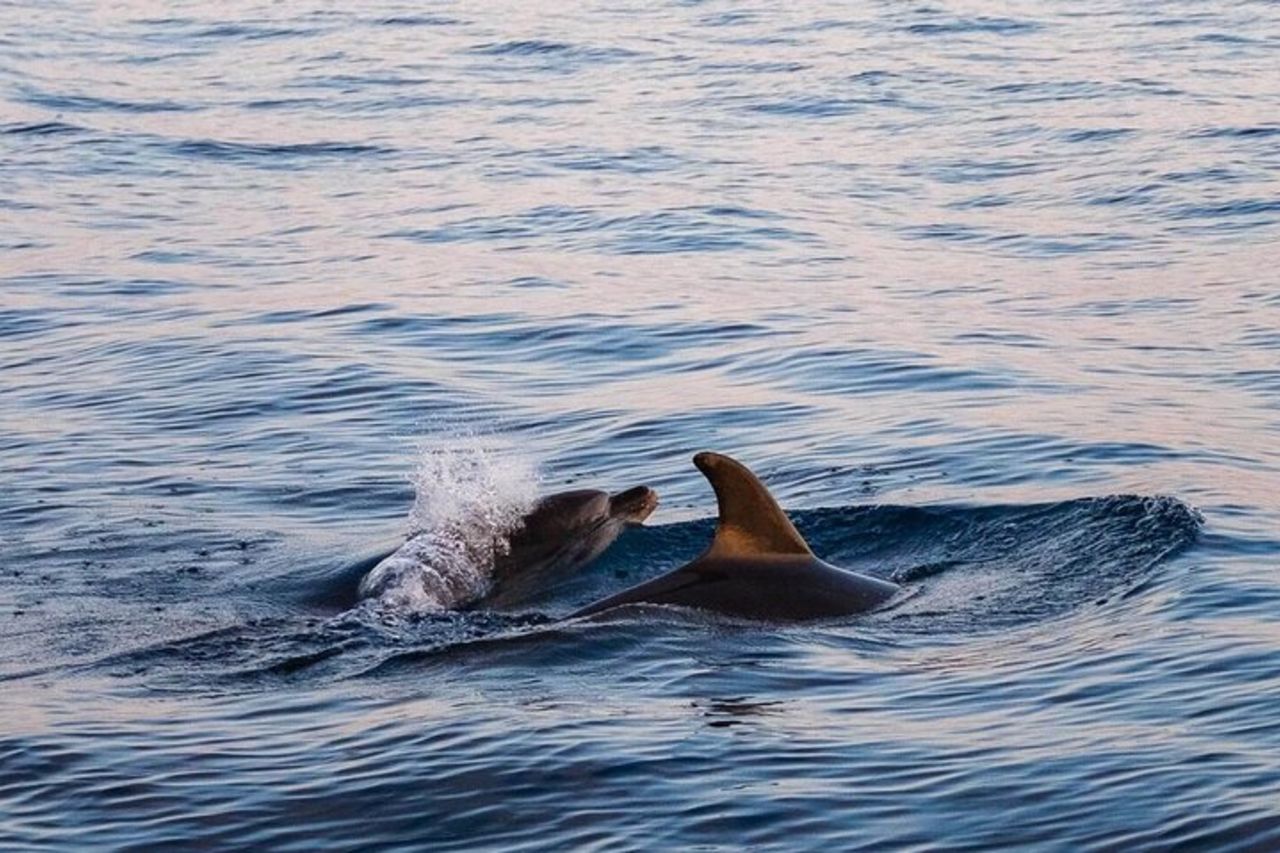 Cinque Terre Sunset Boat Tour Experience — 3