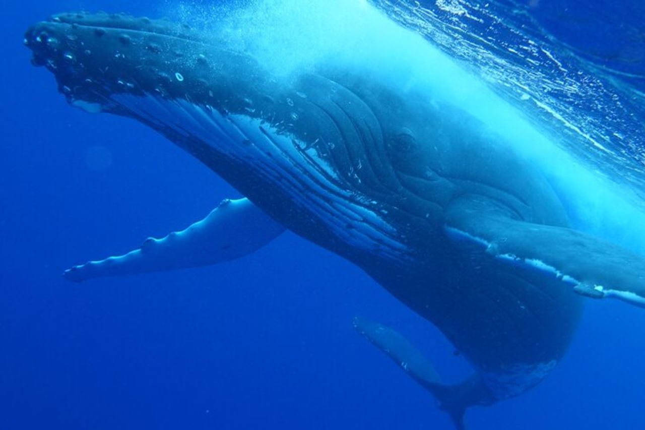 Escursione di 4,5 ore per l'osservazione delle balene a Tahiti — 8
