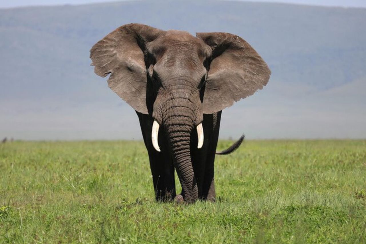 Lago Manyara di 3 giorni, cratere di Ngorogoro, Parco Nazionale del Tarangire — 9