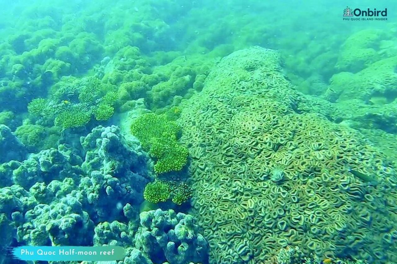 [GRUPPO] IMMERSIONI SUBACQUEE per subacquei certificati a Phu Quoc Island — 8