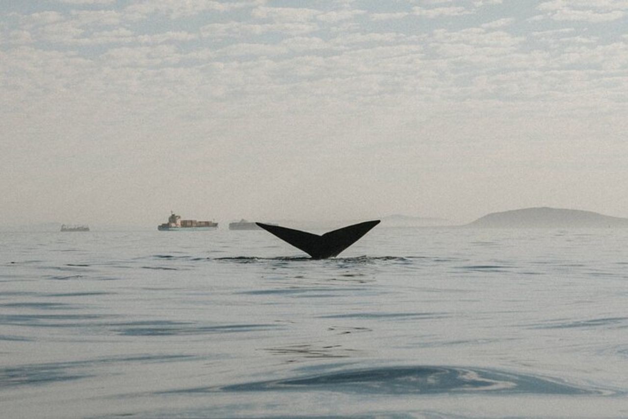 Atlantic Outlook Kayak Tour Città del Capo — 6