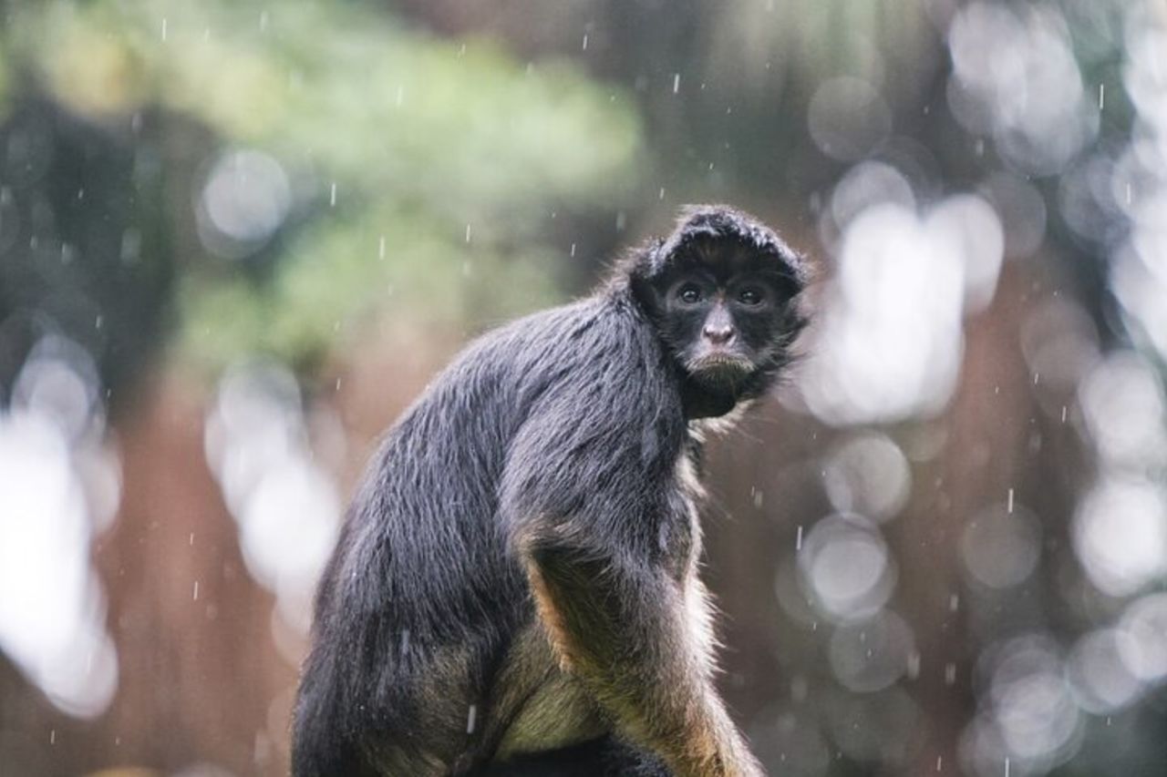Tour guidato della giungla all inclusive di 5 giorni da Iquitos al Maniti Eco-Lodge — 9