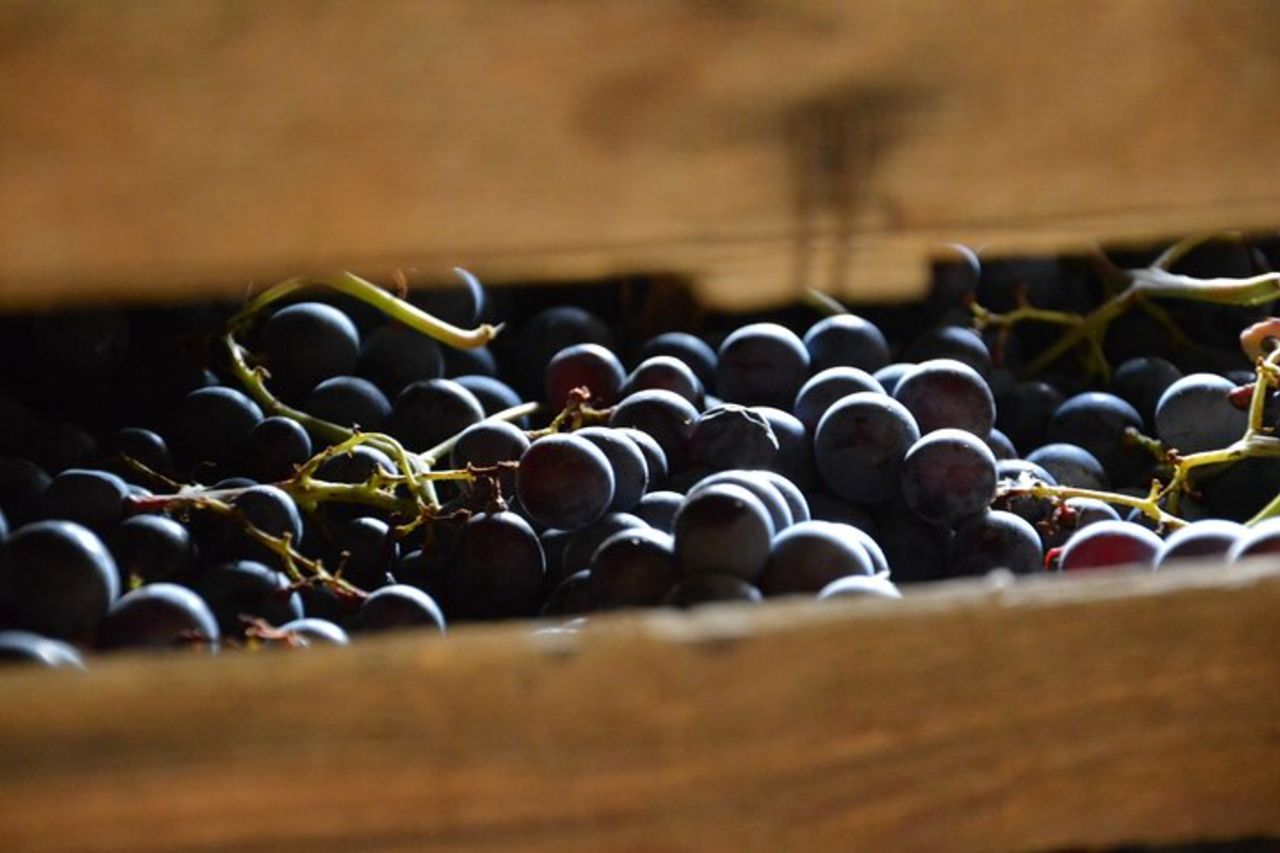 Pagus Wine Tours® - Un assaggio di Amarone - Tour del vino di mezza giornata — 5