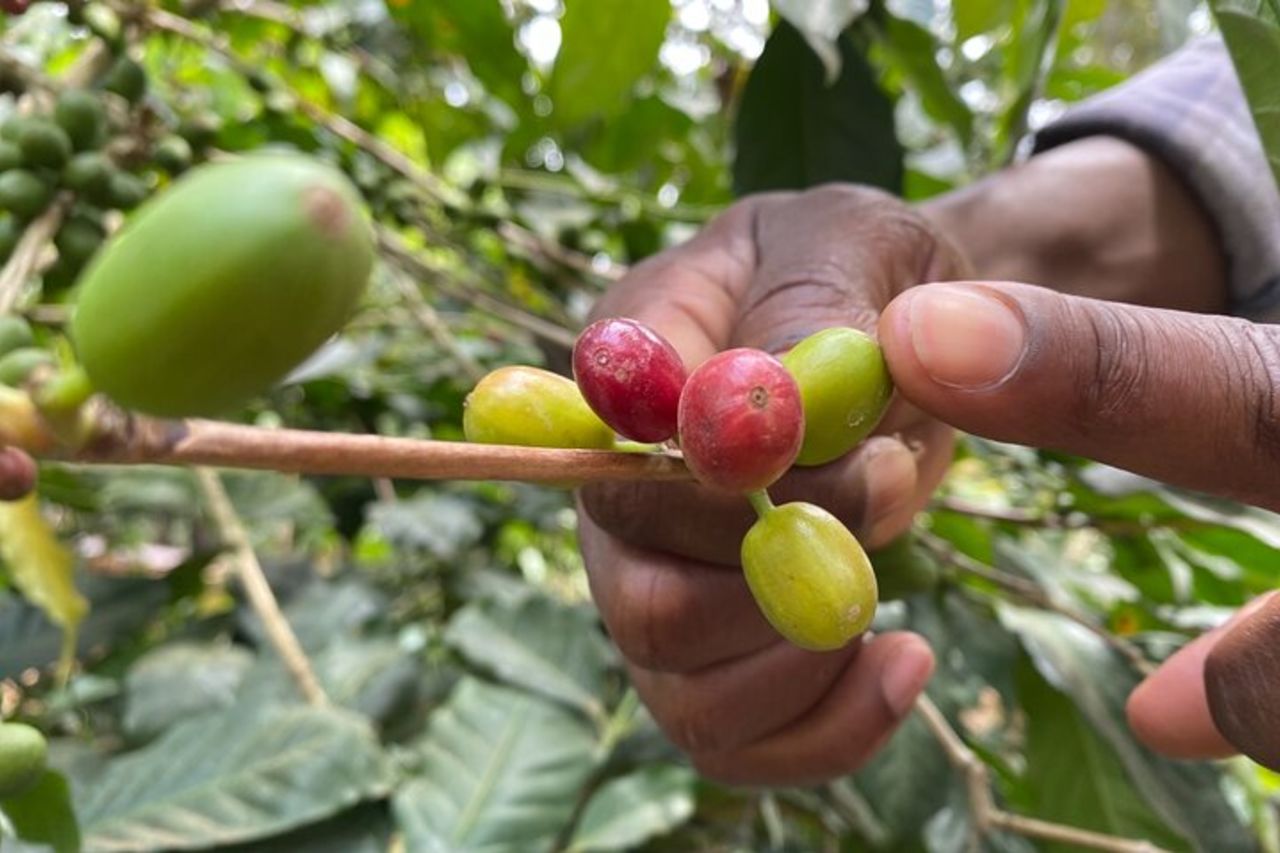 Tour del caffè biologico ed esperienza gastronomica locale ad Arusha — 3