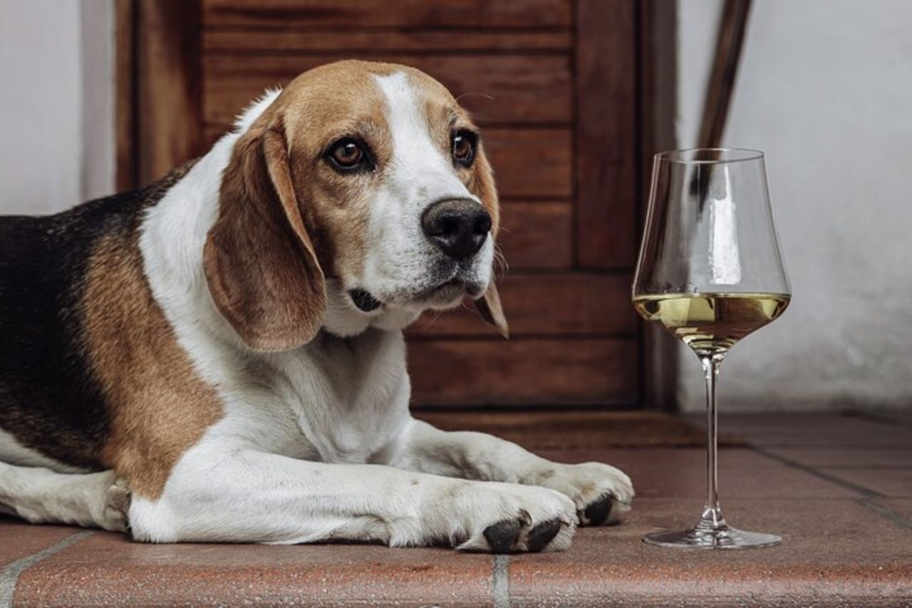 Visita guidata alla cantina con degustazione a Bolzano presso lo SKYWINE PAVILLON — 7