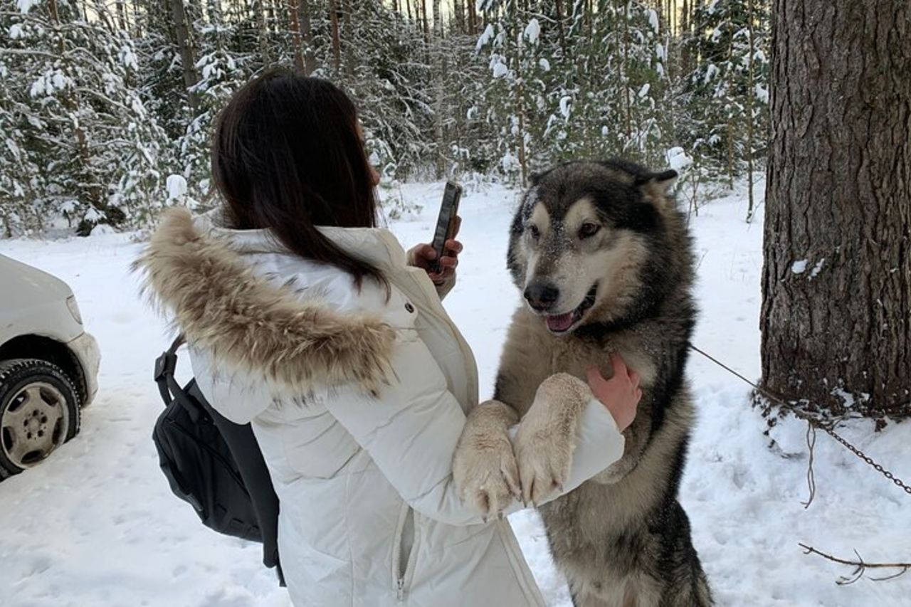 Esperienza di slitta trainata da cani Husky in Lettonia - Tour privato da Riga — 9