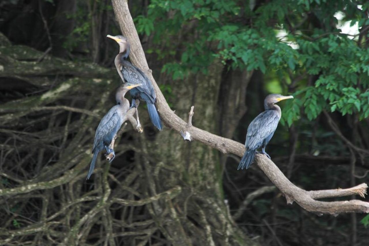 Esplorare l'Amazzonia 3D/2N all'Ecolodge Amazon Peacock Paradise — 3