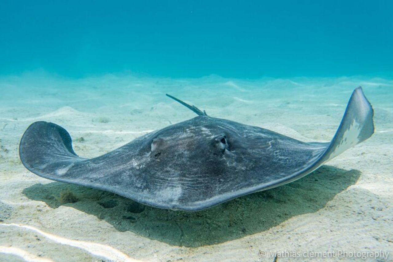 Picnic con snorkeling di 4,5 ore con pranzo a Tahiti — 4