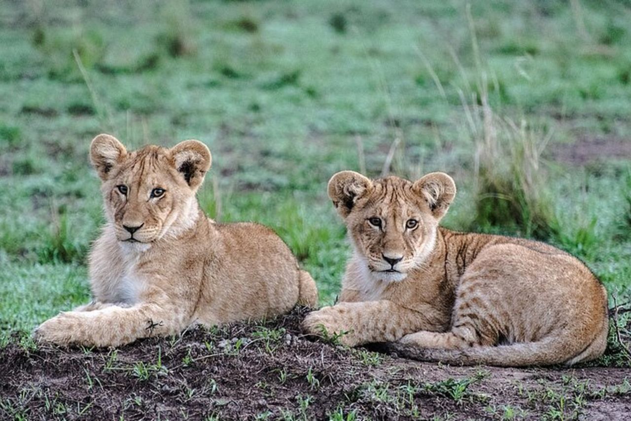 Tour serale di un'intera giornata da Mwanza — 7