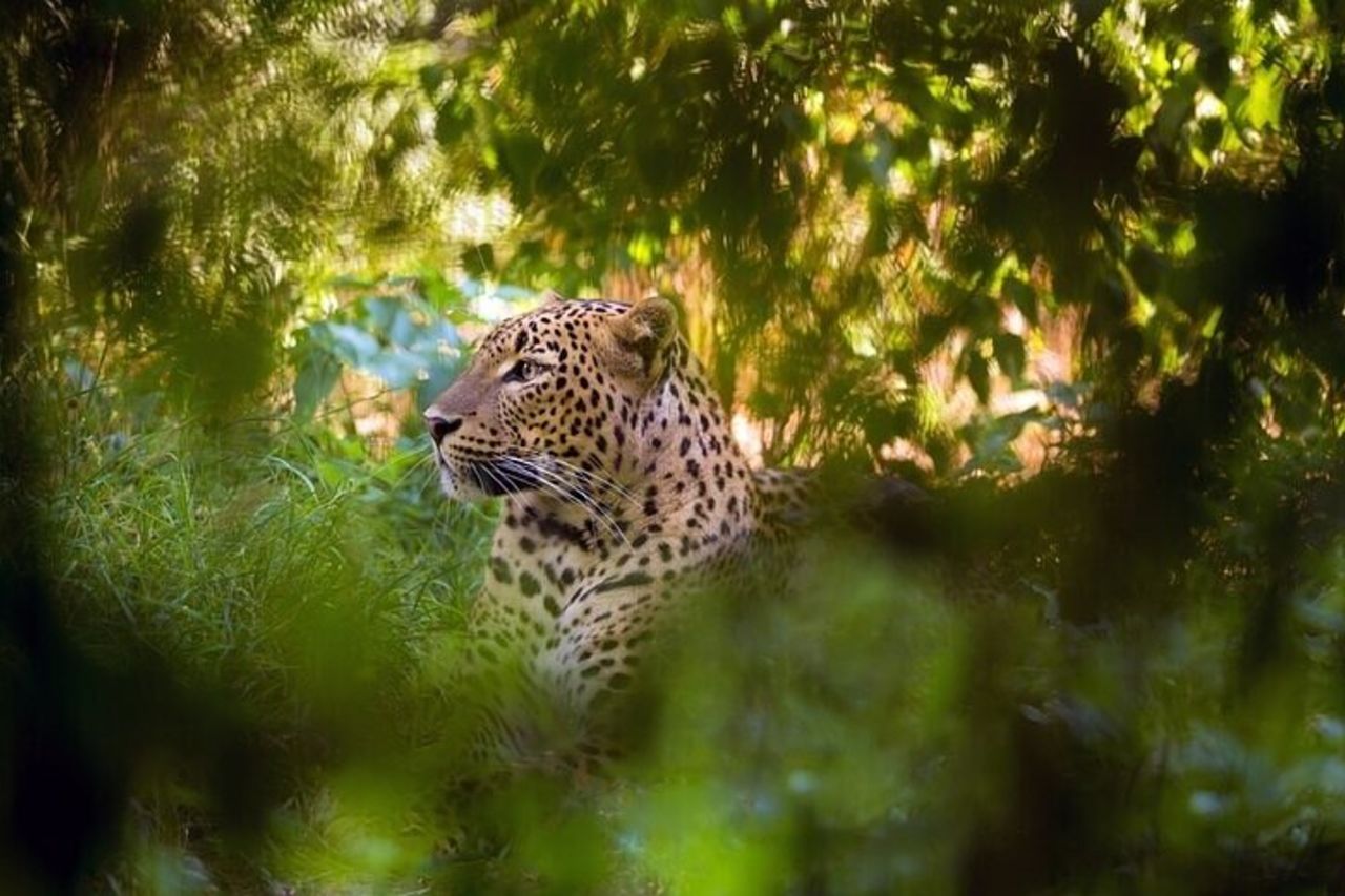 Safari in jeep del Parco Nazionale di Wilpattu da Negombo / Waikkal (tutto compreso)