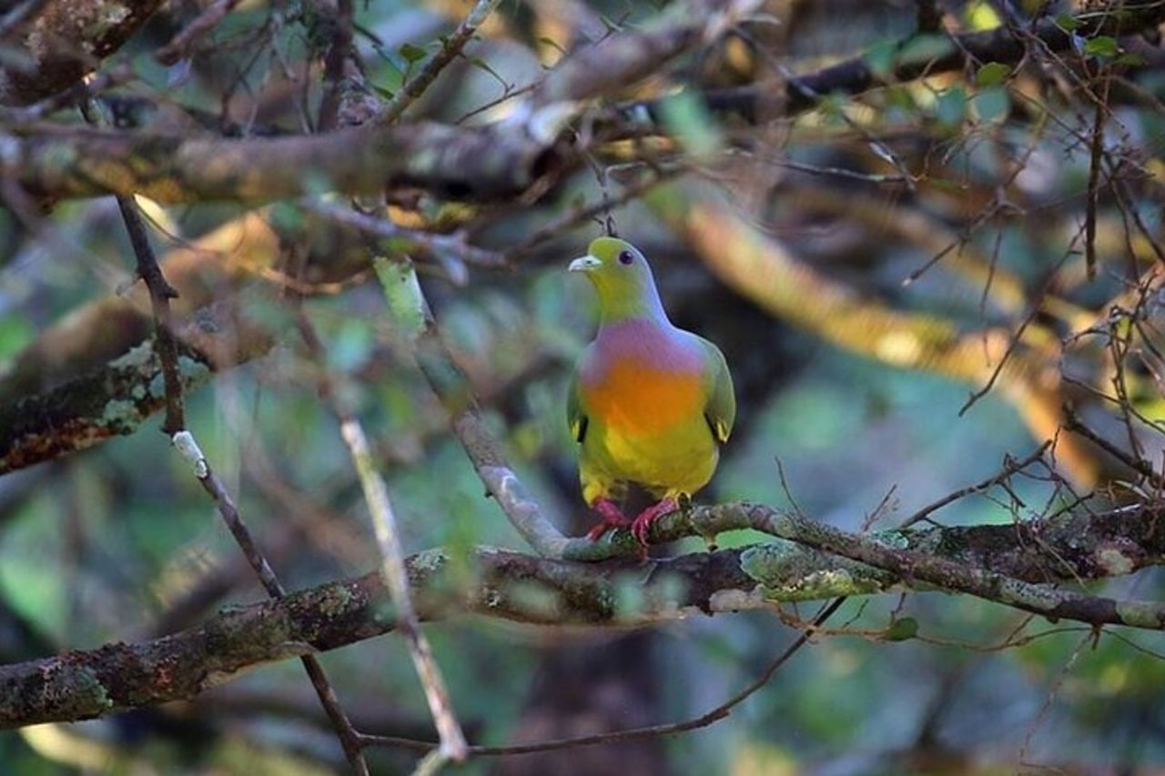 Safari in jeep del Parco Nazionale di Wilpattu da Negombo / Waikkal (tutto compreso) — 3