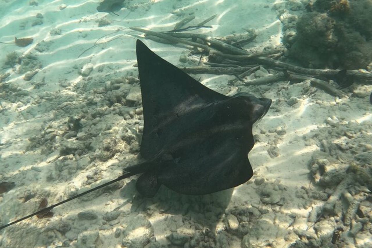 Esperienza di immersioni subacquee a Santorini — 6