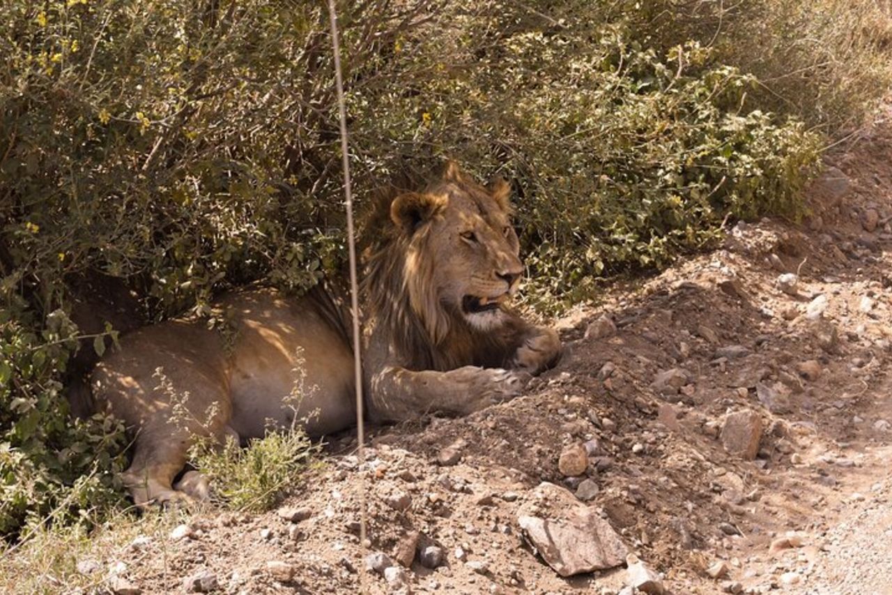 Safari di 3 giorni Ngorongoro, Tarangire e Parco Nazionale del Lago Manyara — 4