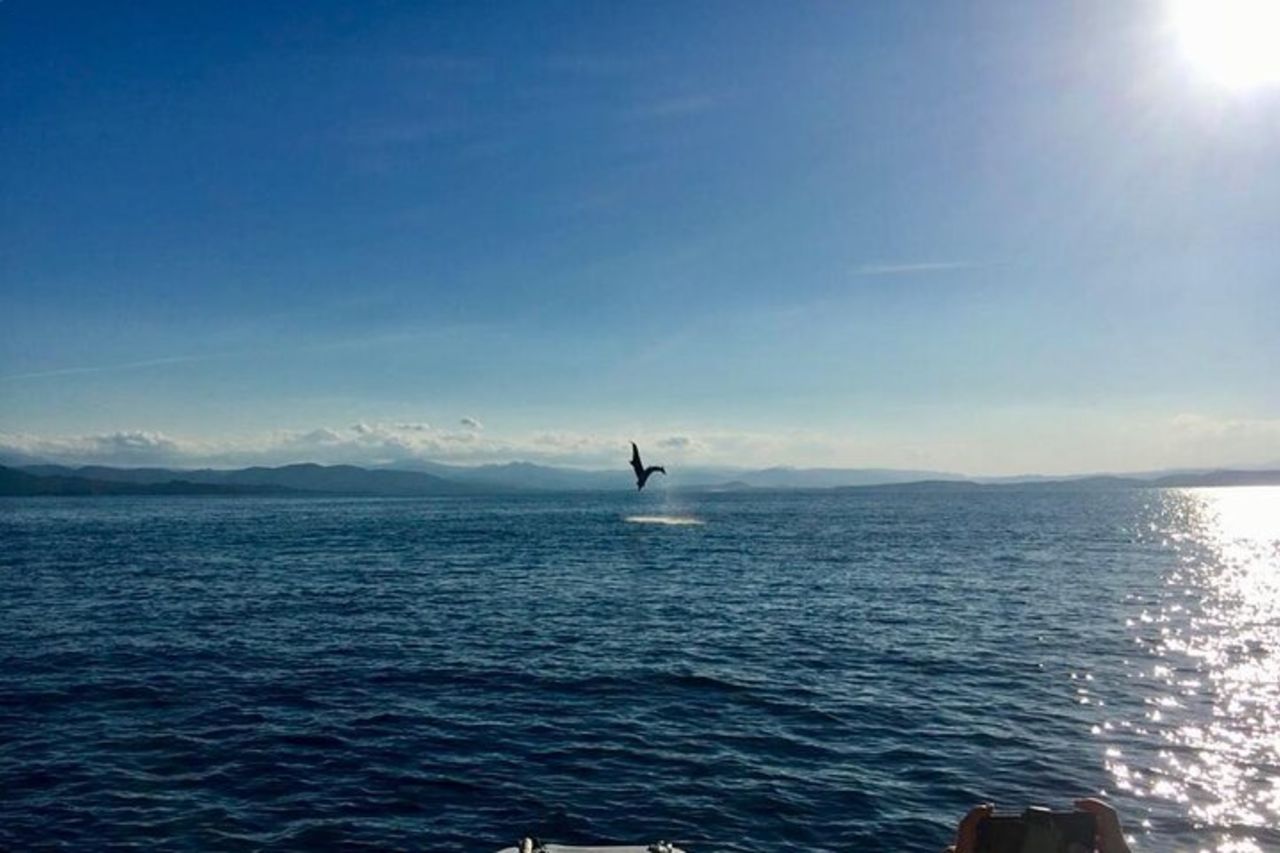 Avvistamento Delfini e Snorkeling a Figarolo in Sardegna — 6